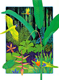 B3-Rainbow Lorikeets