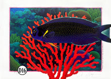 D13-14-15-16  With Coral