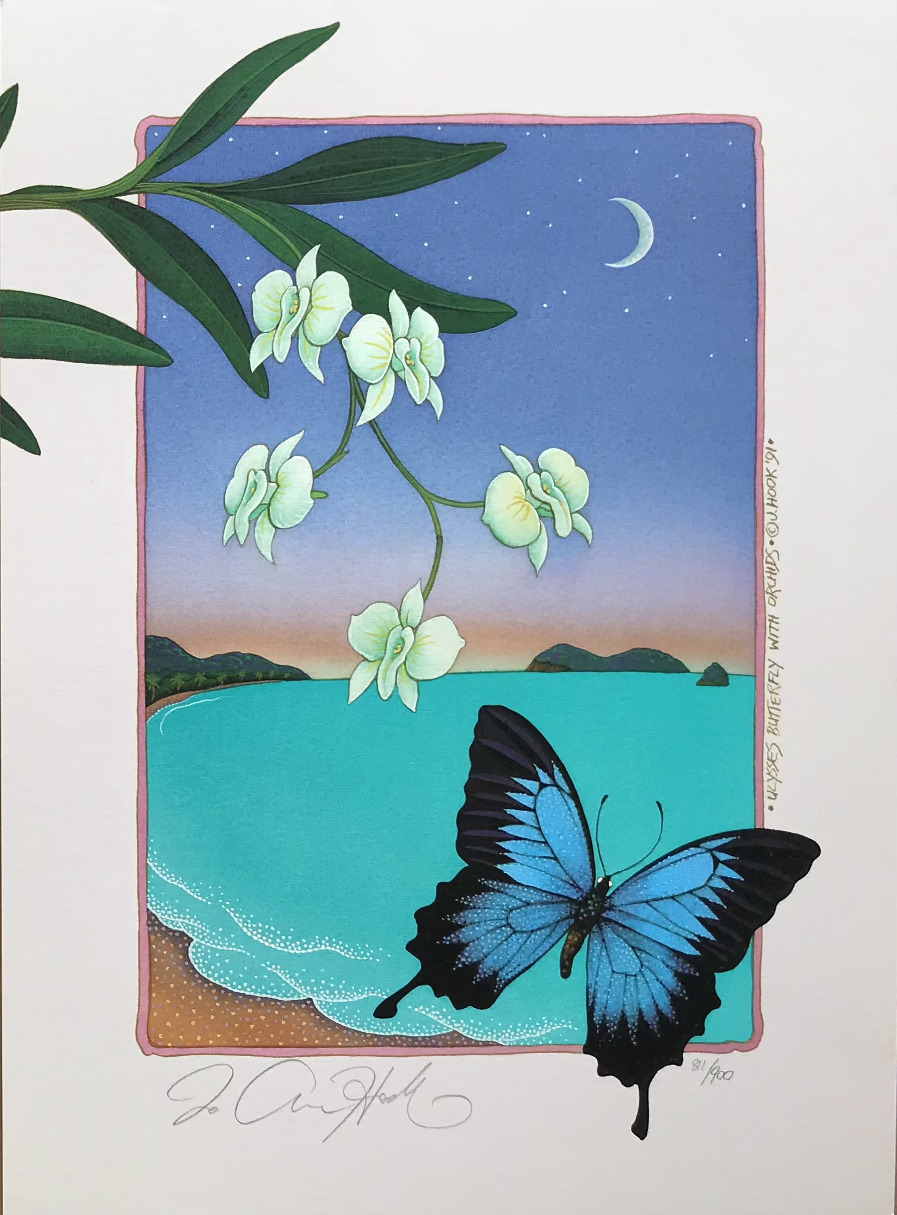 D8 - Ulysses Butterfly