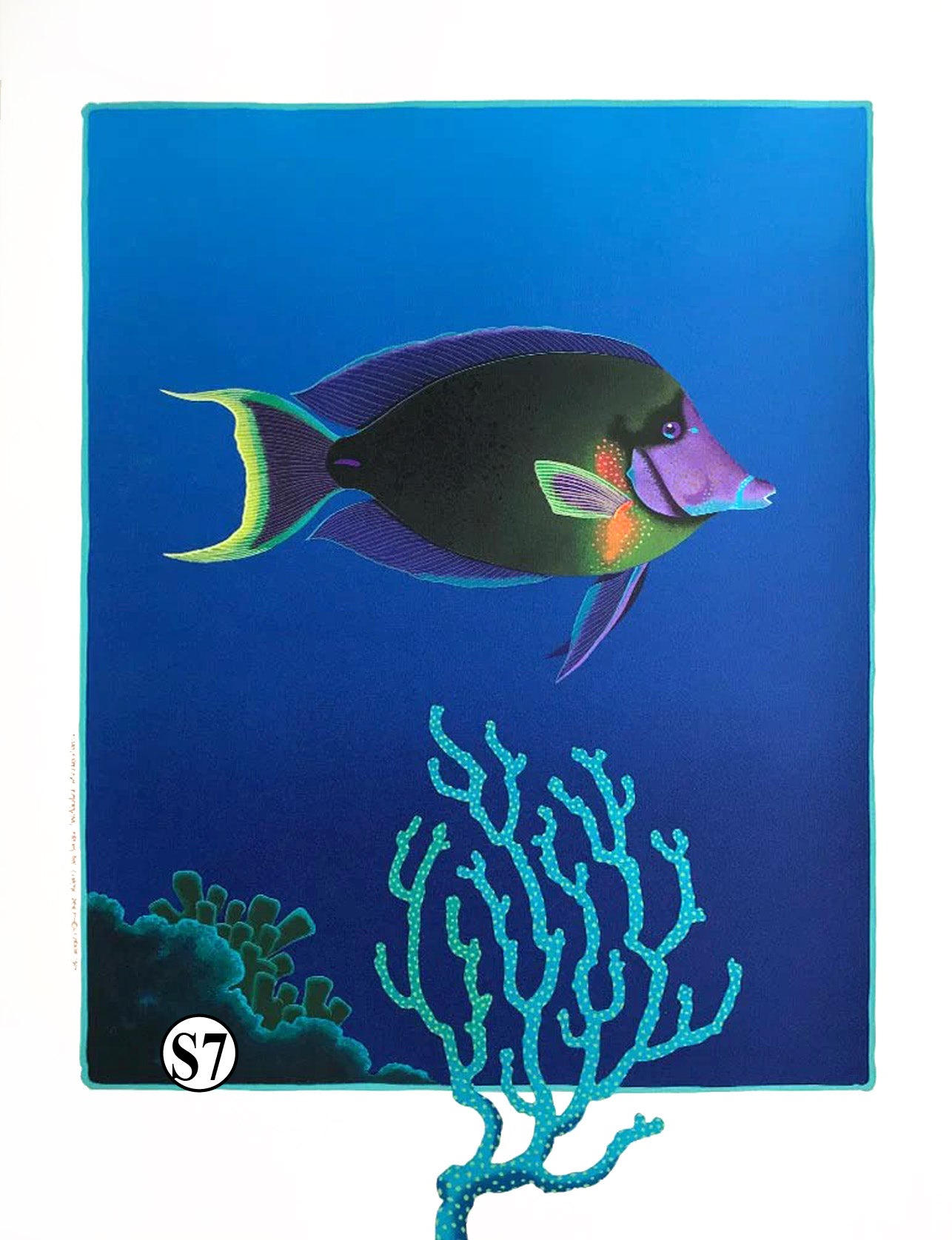 S7. "Surgeon Fish"