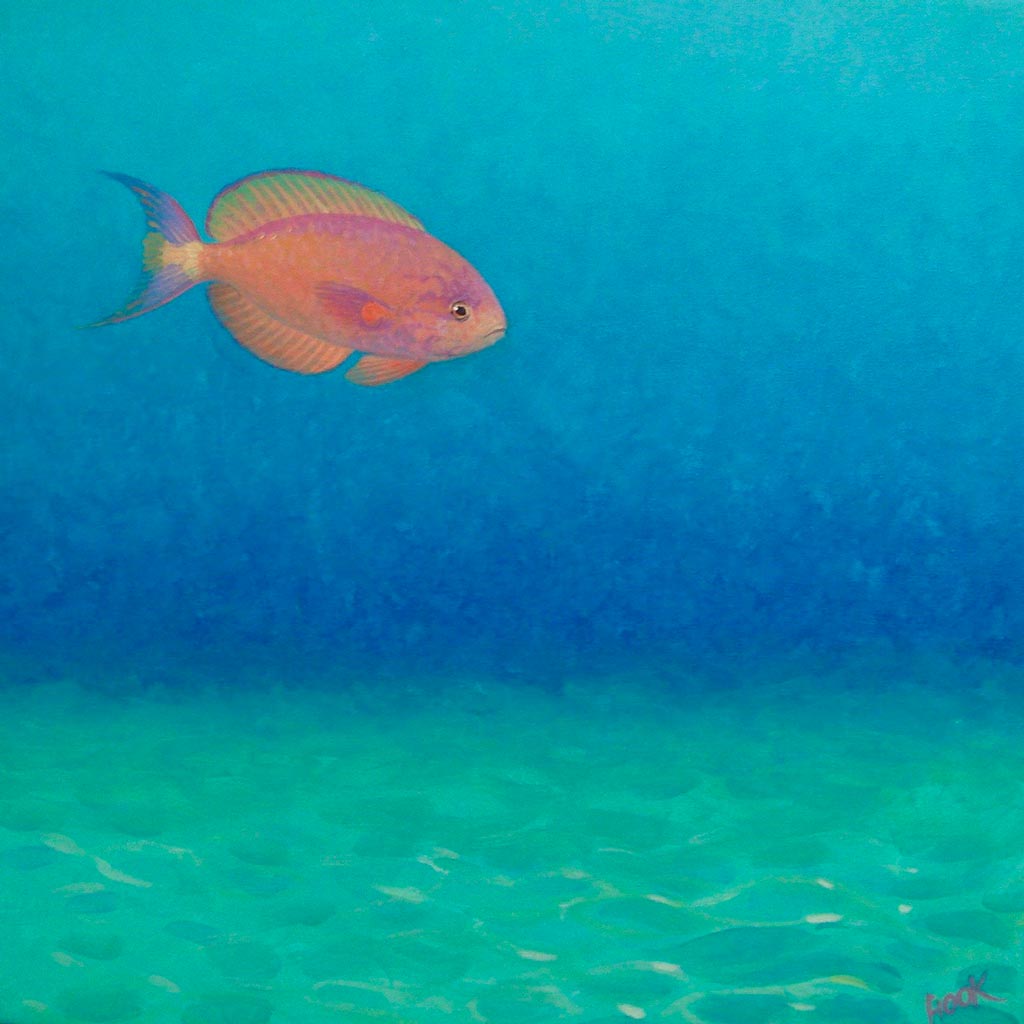 Pink Anthia
