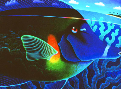 Surgeon-Fish